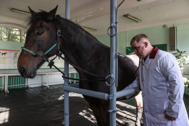 Жители Ставрополья не разрешили перевозить измученных лошадей с конефермы
