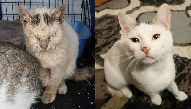 Кошка до и после Бездомная и ухоженная кошка
