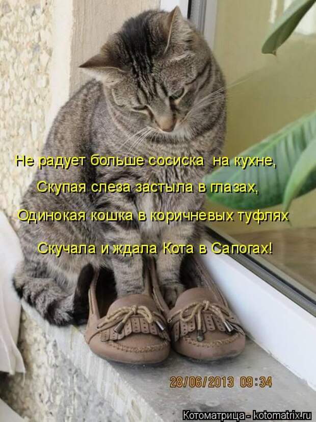 Котоматрицы(картинки с надписями)