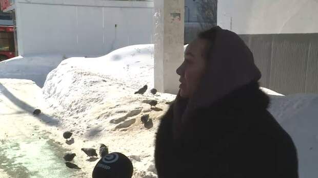 Казандагы бер йортта яшәүчеләр күгәрченнәрдән зарлана