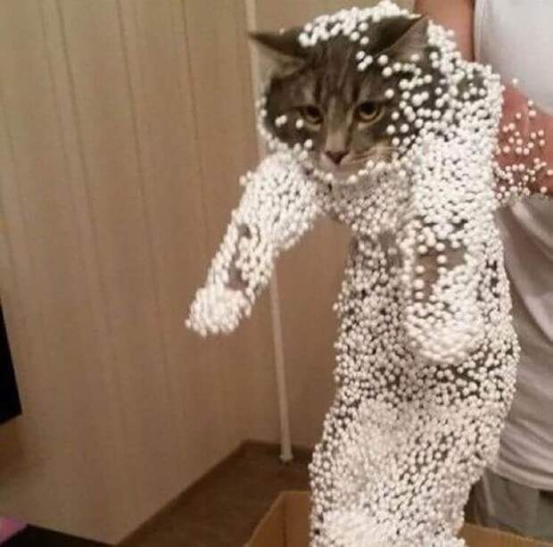 20 котов, которые искали приключений и… нашли
