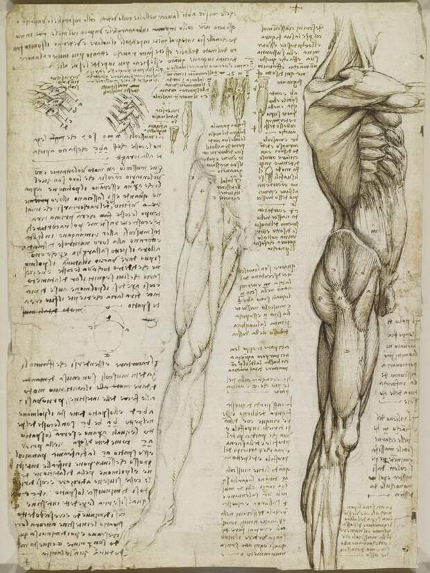 Recto: The muscles of the leg. Verso: The muscles of the trunk a