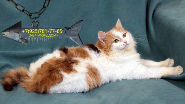 Воспитанная Белочка