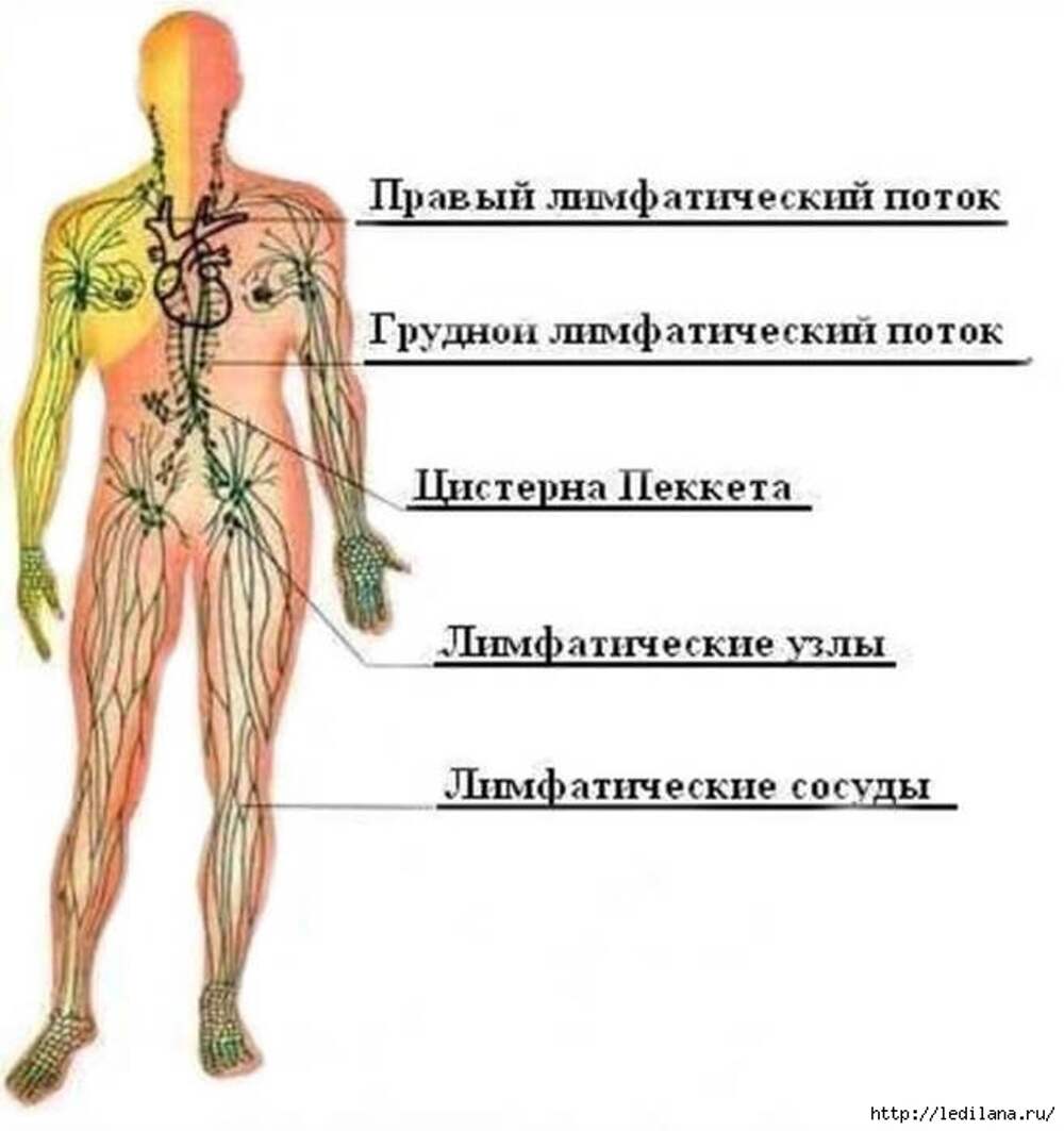 Лимфатическая система человека схема