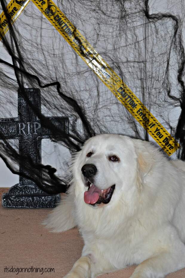 Great Pyrenees Halloween