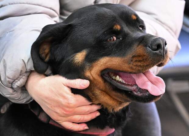 Кинолог Орлов: хозяева ротвейлеров, покусавших детей, забыли про здравый смысл