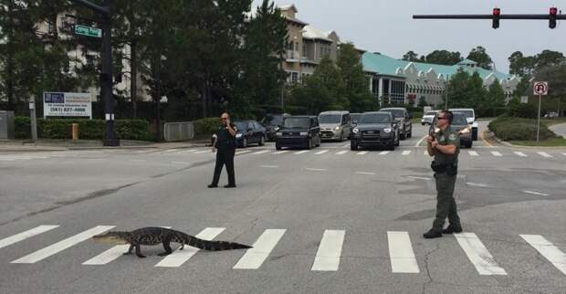 Полицейские останавливают движение, чтобы маленький щенок смог безопасно перейти дорогу. Бездомные животные, прикол, флорида, юмор