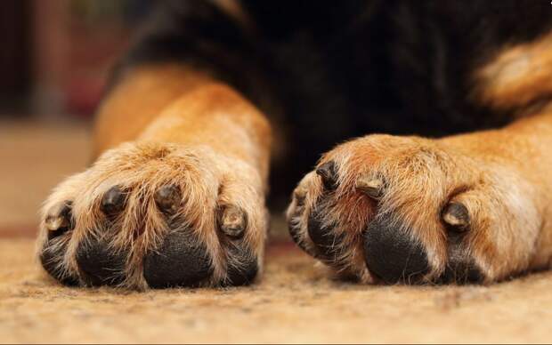 swollen-paws-in-the-dog-causes-and-treatment-5523bbb87c17f