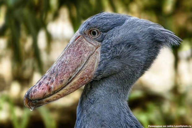 Портреты животных