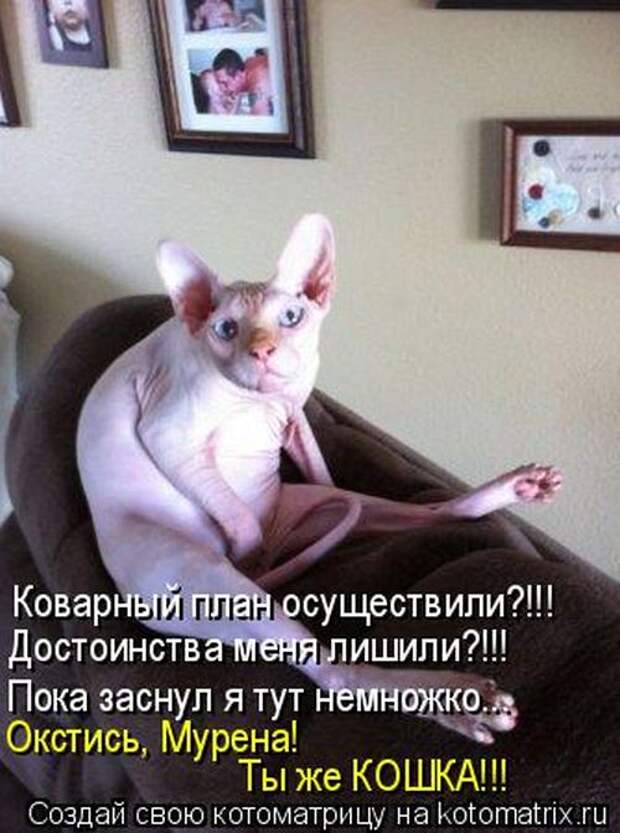 Лучшие котоматрицы недели (50 фото)