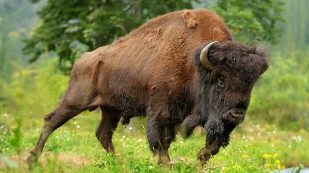 bison