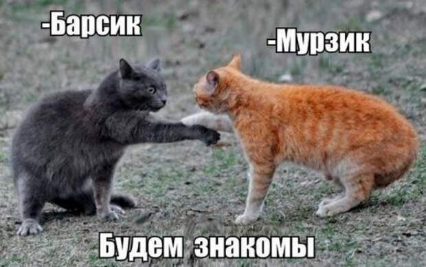 Свежие прикольные картинки (48 шт)
