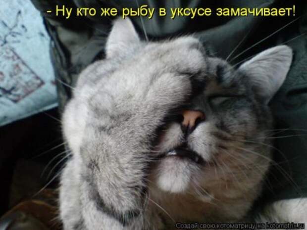 Главная котоматрица свежак