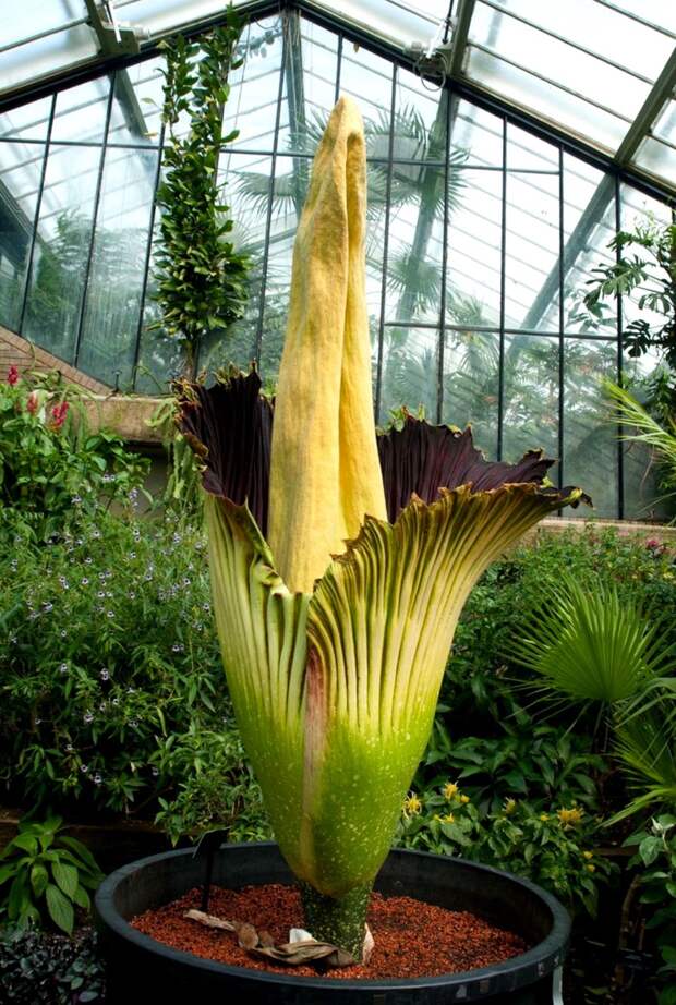 Аморфофаллус титанический (Amorphophallus) - огромный цветок