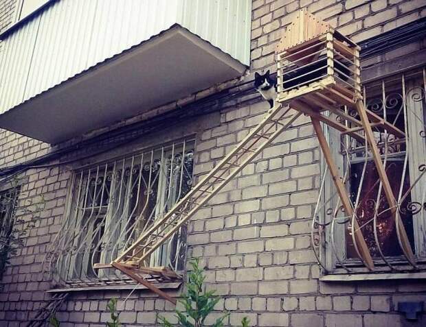 Житель Волгограда построил кошке отдельный выход из квартиры