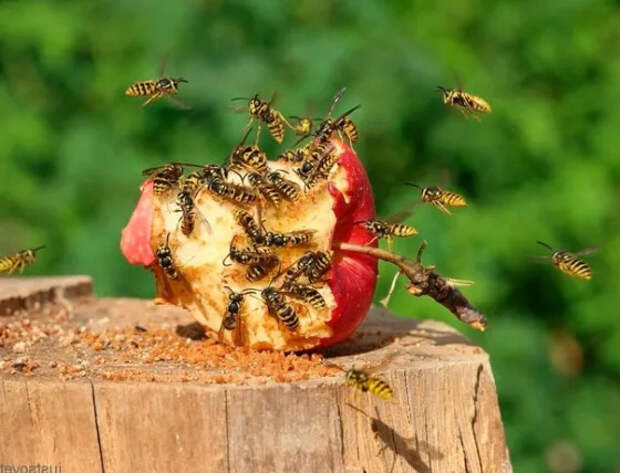 Какие есть копеечные способы борьбы с осами на дачном участке