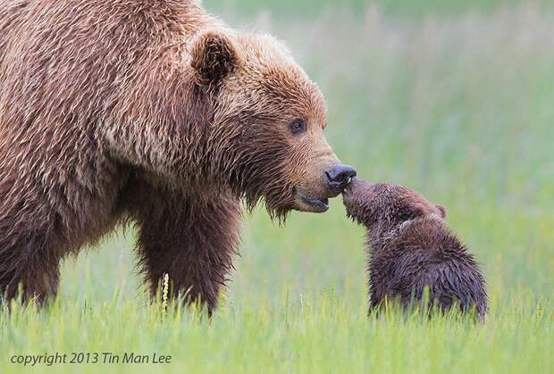 animalparents14 Эти животные научат быть хорошими родителями