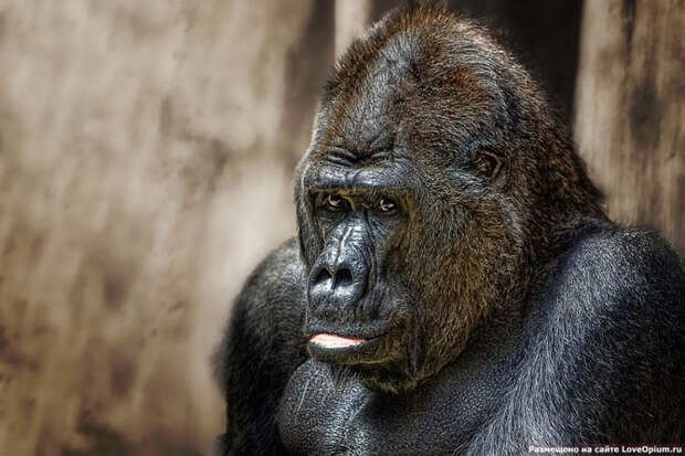 Портреты животных