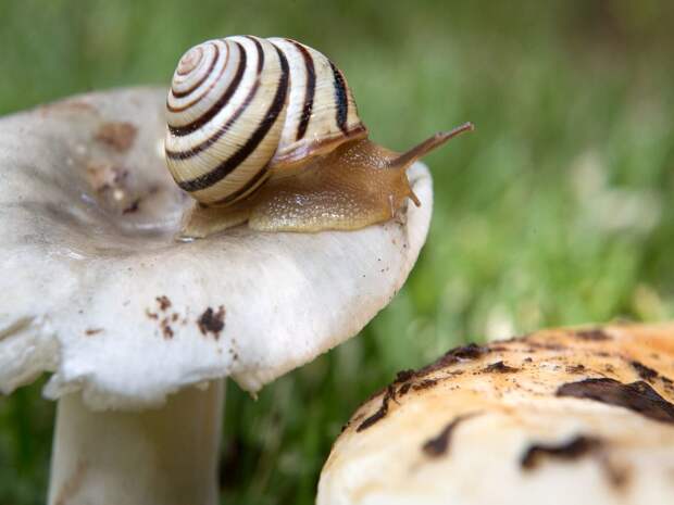 Тюменка проинформировала об особенностях содержания гигантских улиток