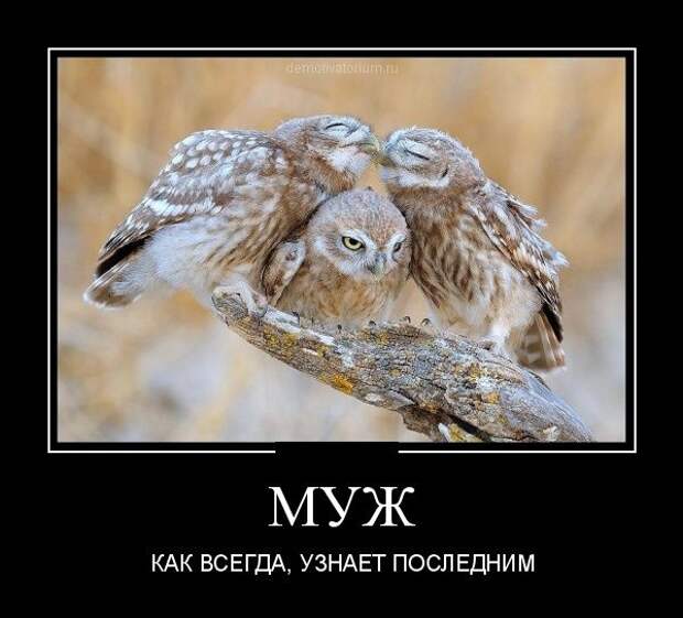 Демотиваторы
