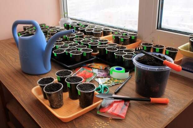 Sowing seeds of tomato and pepper for seedling in containers with stickers with use garden tools.
