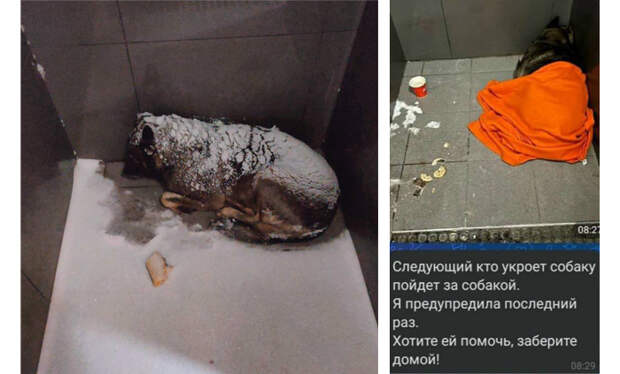 В «Додо Пицце» объяснили увольнение курьера за помощь бездомной собаке