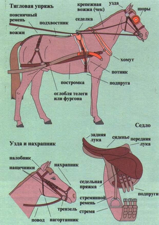 Современная кожаная сбруя: что нужно знать новичку