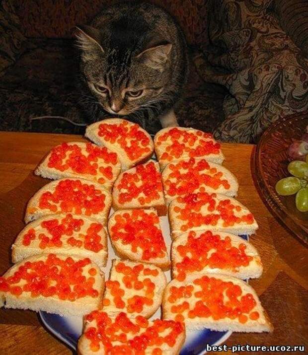 Немного увлекаюсь. Кот и бутерброды с икрой. Кот и красная икра. Кот бутерброд. Кот и красная икра прикол.