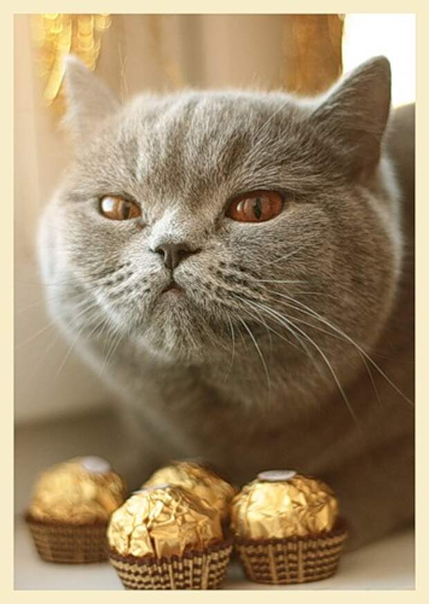 Можно котам орехи. Конфеты котик. Котик с конфеткой. С днём рождения Котоматрица. Кот ест конфеты.