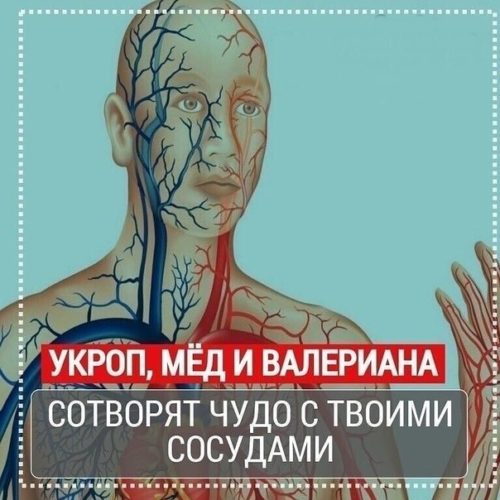 Укроп, мёд и валериана. Всего 1 ложка сотворит чудо с твоими сосудами