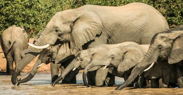 Проанализировав звуки более сотни слонов африканской саванны, исследователи обнаружили, что они называют друг друга по "именам"