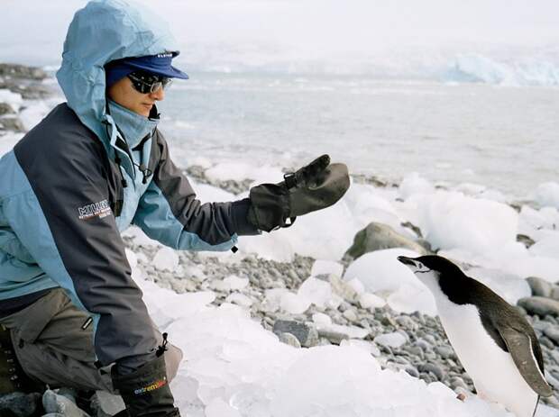 Переворачиватели пингвинов профессии, работа, топ