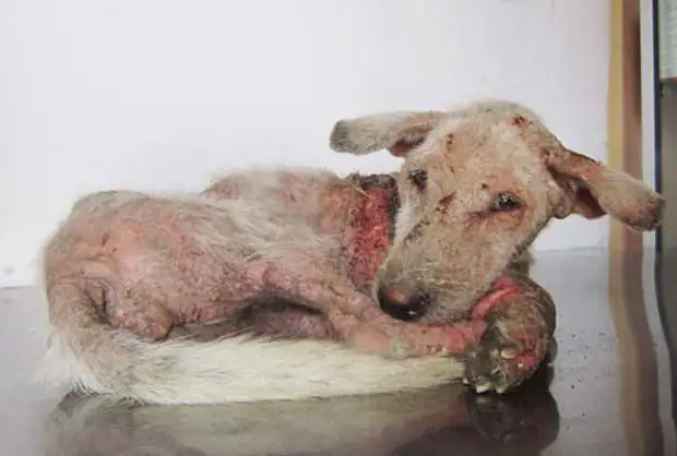 Спасение бездомного пса