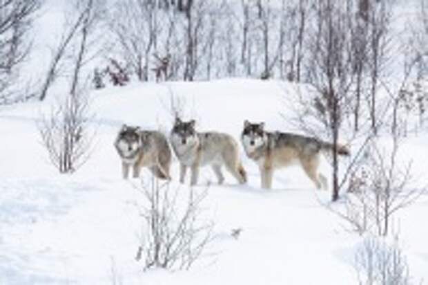 Считалось, что в этот период волки собираются в большие стаи и становятся особенно опасны (Фото: Kjetil Kolbjornsrud, Shutterstock)
