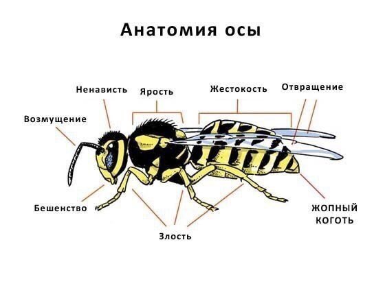 Свежие картинки с надписям для веселья (11 фото)