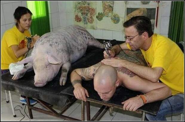 татуировка  у свиней/3085196_Wim_Delvoye_2 (600x398, 61Kb)