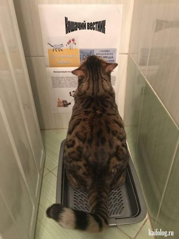 изображение: Кошачий Вестник или Вы тоже любите читать в туалете? #Котоматрицы