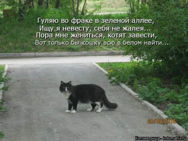 Лучшие котоматрицы недели (50 фото)