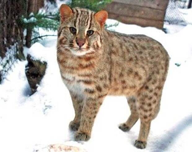 Амурский лесной кот