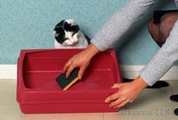 Запах кошачьего туалета не потревожит, или Практичные советы по устранению неприятного аромата