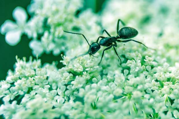 Ученые подсчитали количество всех обитающих на Земле муравьев