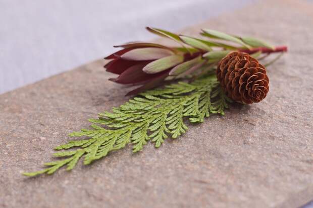Шишки и листья. Фото: pixabay.com
