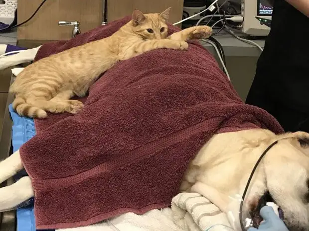 Котик помощник-успокоитель в ветклинике тоже обрел свой дом - Усатый ...