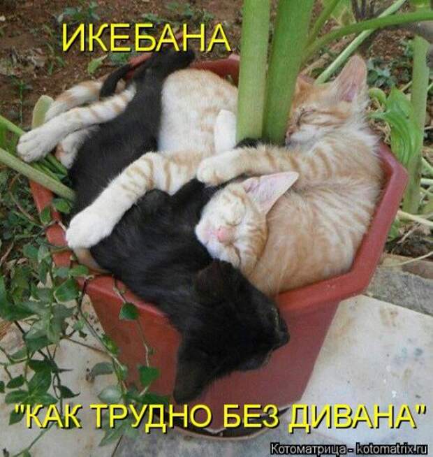 Котоматрица на Бугаге (33 фото)