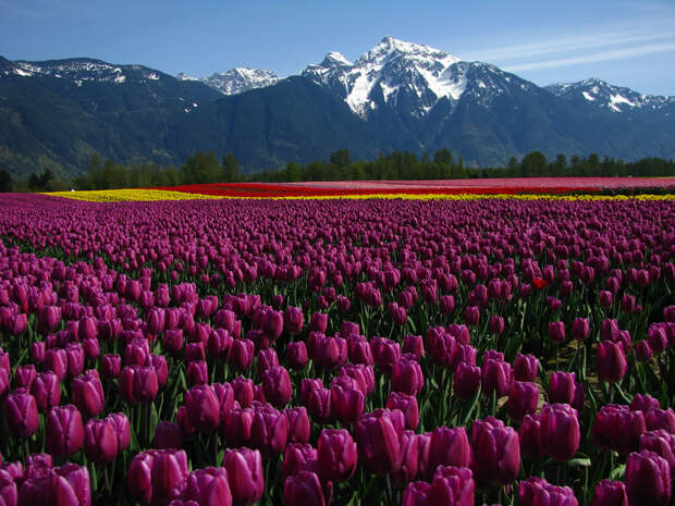 tulips20 tulips20 Самые яркие тюльпаны со всего света