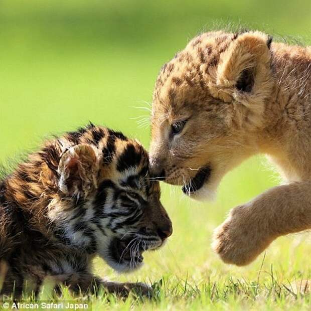 Лучшие друзья — тигренок и львенок из японского сафари-парка друзья, животные
