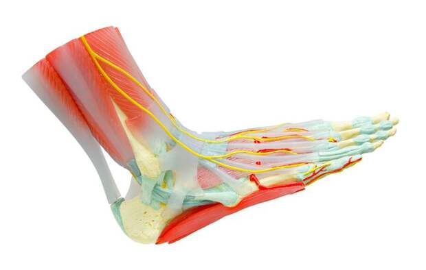 shutterstock_224942701-leg-arm-pain-gam1983