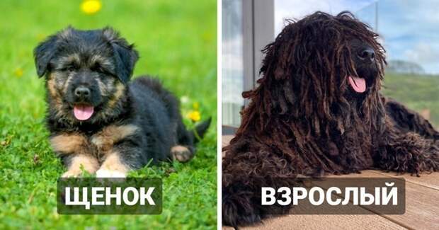Бергамская овчарка