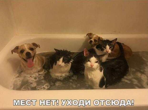 изображение: Как искупать кота - Фото #Котоматрицы