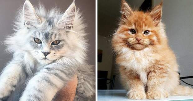 90 Of The Cutest Maine Coon Kittens Ever